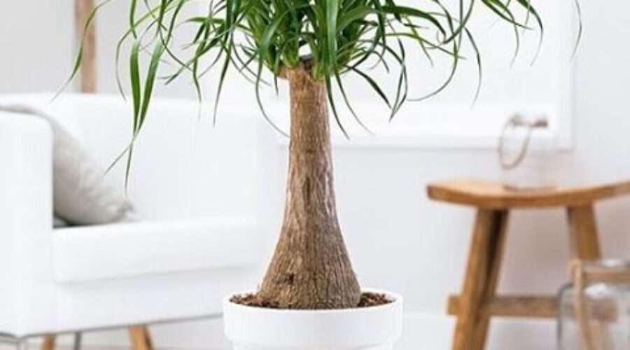 Happy Plant:  The Ponytail Palm
