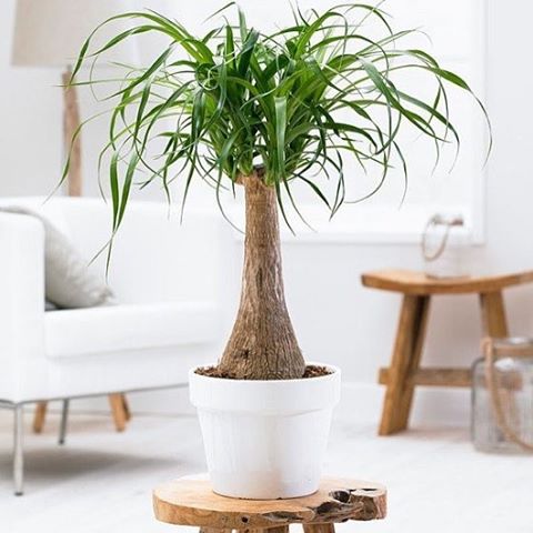 Happy Plant:  The Ponytail Palm