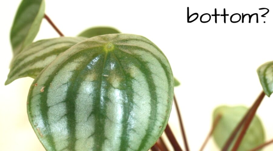 When You Need Holes in the Bottom of Flower Pots and Planters