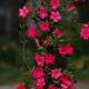 The Mandevilla: An Easy Heat-Tolerant, Low-Water Flower
