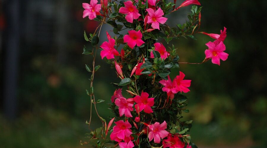 The Mandevilla: An Easy Heat-Tolerant, Low-Water Flower