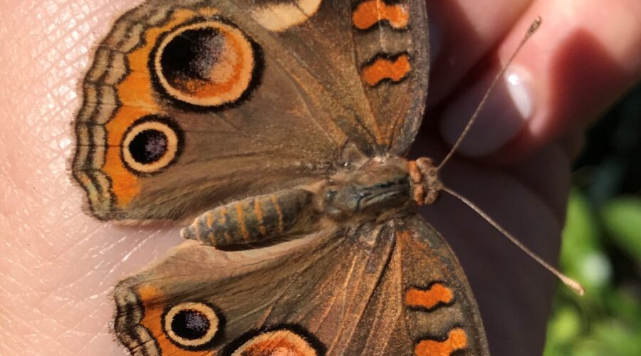 We’re Spreading Our Wings! Introducing: franc & eli lifestyle